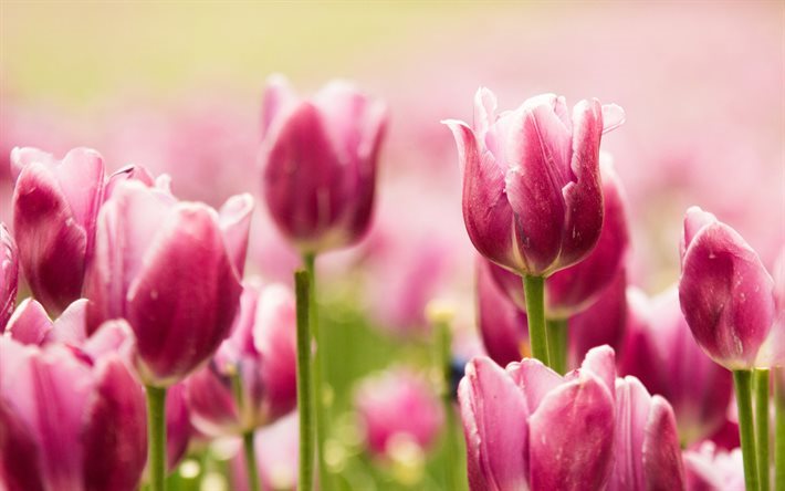 pink tulips, summer, field, bud, blur