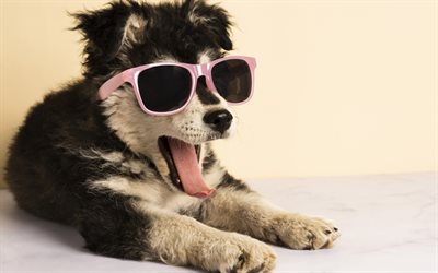funny puppy, husky, puppy in sunglasses, cute animals, small dogs, puppies