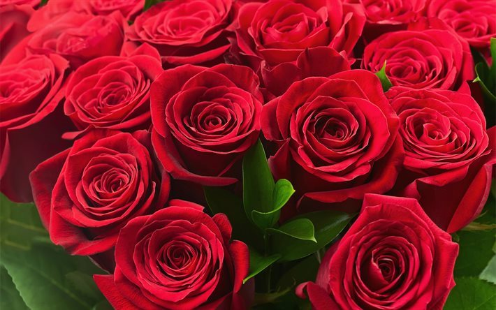 Rosas vermelhas, buqu&#234; de rosas, flores vermelhas, rosas
