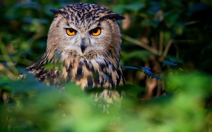 El b&#250;ho, el bosque, los p&#225;jaros, el b&#250;ho, el desenfoque, la vida silvestre