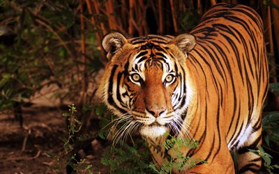 tigre, soir, jungle, faune, animaux dangereux, tigres, chats sauvages, tigre dans la for&#234;t