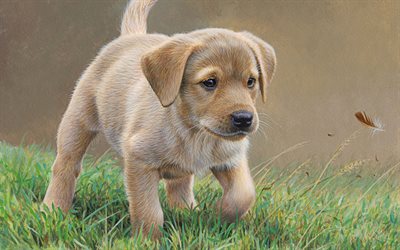 4k, labrador, art, feather, pets, puppy, cute animals, dogs
