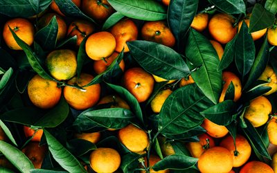 tangerinas, 4k, macro, vitaminas, frutas frescas, frutas