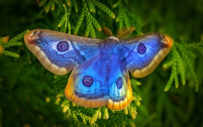 Aglais io, macro, Peacock butterfly, bokeh, butterflies, blue butterfly