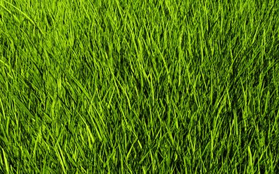 texture d&#39;herbe verte, fond d&#39;herbe, herbe verte, texture d&#39;herbe, fond de pelouse