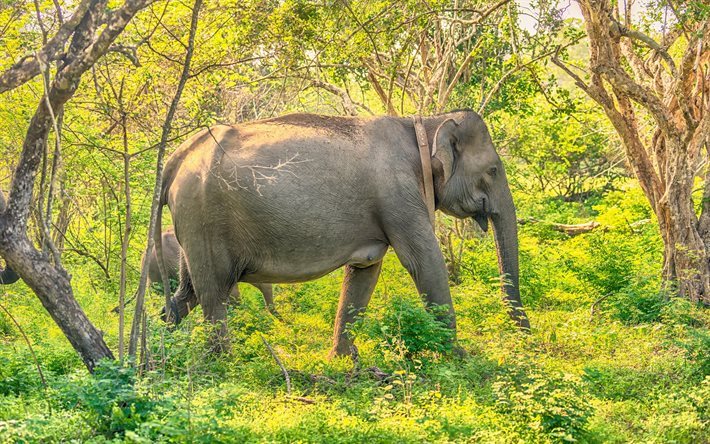 el elefante, de la selva de Sri Lanka, bosque