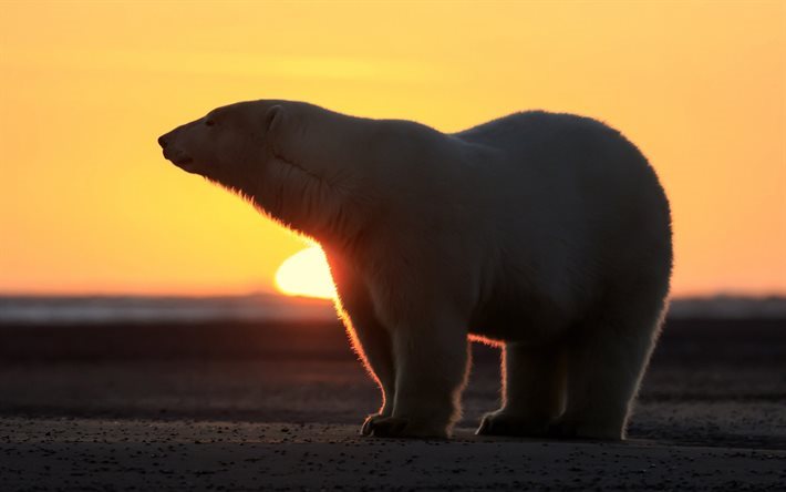 polar bear, winter, north, sunset, bears