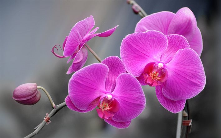 Orchid, branch of orchid, tropical flowers, pink orchid