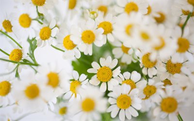 daisies, wildflowers, background with daisies, spring flowers, many daisies, floral background