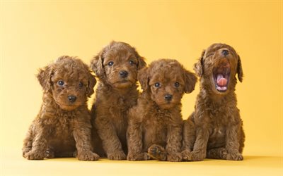 brown poodles, puppies, quartet, cute little dogs, poodle, pets, dogs on a yellow background