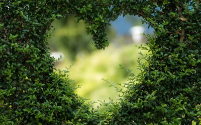 Ama la natura, verde, erba, cuore, natura, cuore frame, eco concetti, ambiente, amore per il pianeta, eco cornice naturale cornice di verde, erba telaio cuore