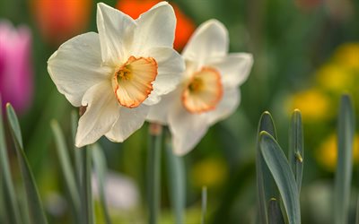 daffodils, white beautiful flowers, background with daffodils, wildflowers
