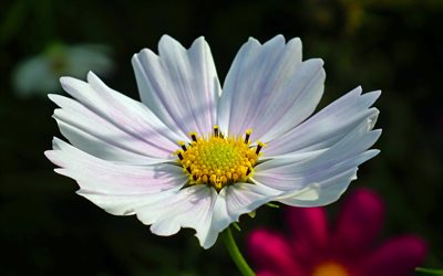 Kosmeya, 4k, valkoiset kukat, bokeh, makro, kauniita kukkia, ep&#228;selv&#228;t taustat, Cosmos