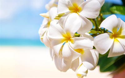 Primrose, 4k, tr&#243;picos, flores brancas, macro, lindas flores, Primula