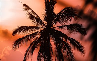 4k, silhouette d&#39;un palmier, soir&#233;e, coucher de soleil, &#238;le tropicale, coucher de soleil cramoisi, feuilles de palmier, palmier contre le ciel, voyage d&#39;&#233;t&#233;