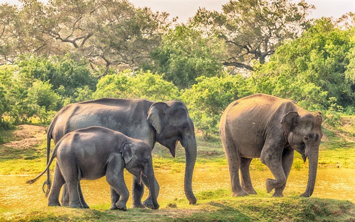 elefanten, afrika, wildlife, safari, elefanten-familie