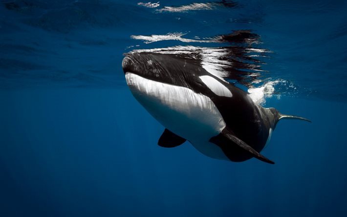 baleia assassina, subaqu&#225;tico, oceano, baleia