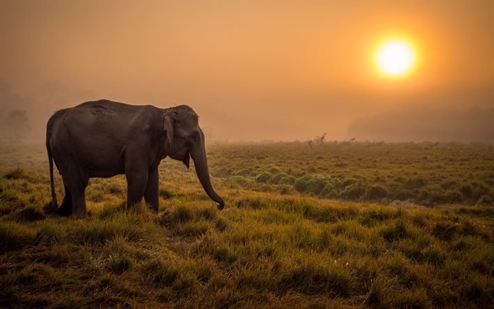 Elephant, field, sunset, Africa, wildlife