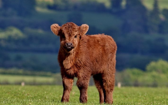 calf, 4k, meadow, cows, funny animals