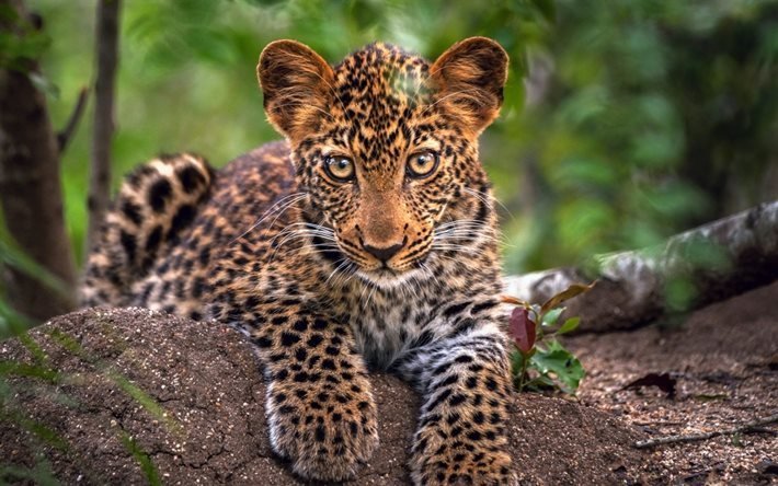 jaguar, wildlife, cub, saalistajat