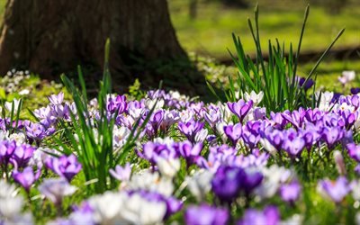 purple wild flowers, crocus, saffron, green grass, spring, lawn