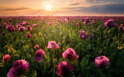 pink poppies, evening, sunset, wildflowers, purple poppies, beautiful flowers, field with flowers