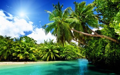 tropics, blue water, harbor, palm trees, sea, paradise, summer travel