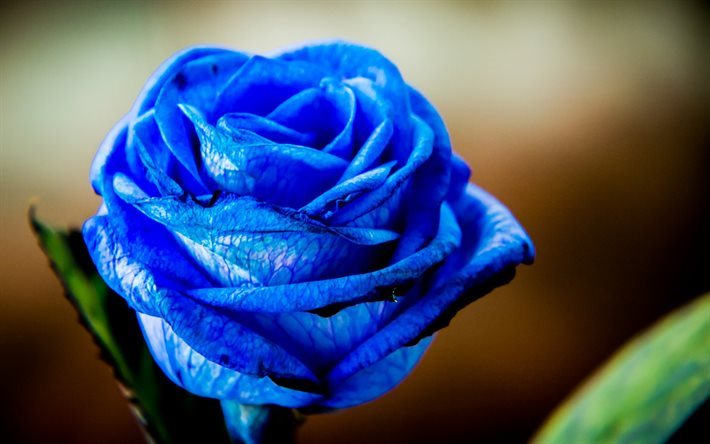 bleu, rose, butoh, de roses, de fleurs bleues, roses