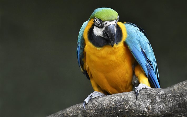 Blu giallo macaw, pappagallo, uccello meraviglioso, ara