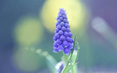 ブドウヒヤシンス, 紫色の花, 野花, ムスカリの背景, 紫の野花