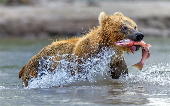 grizzly, bear, fishing, salmon, river, predators