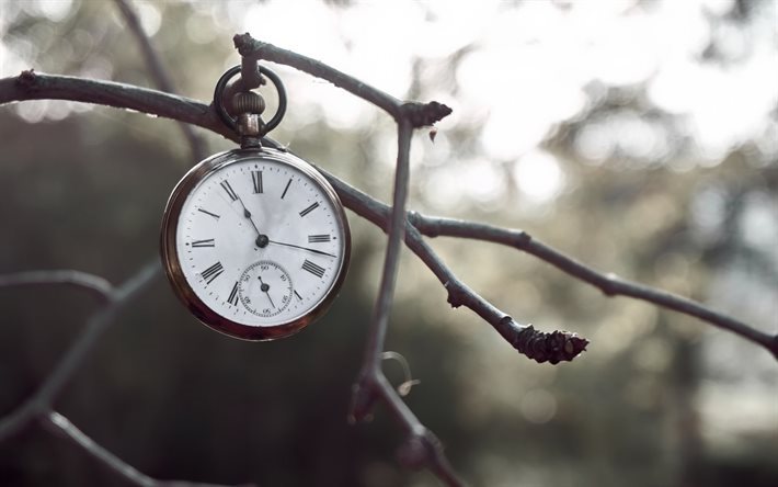 vecchio orologio da tasca, tempo, orologio, ramo, inverno