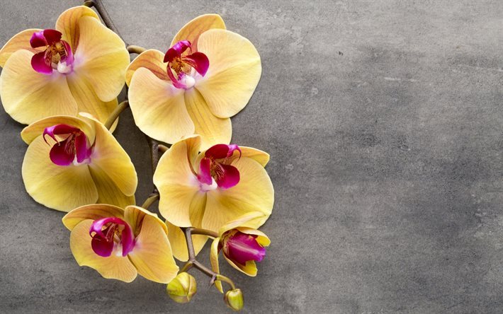 branch of orchids, yellow orchids, tropical flowers, orchids