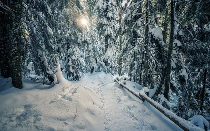 winter, snow, forest, footpath, sun