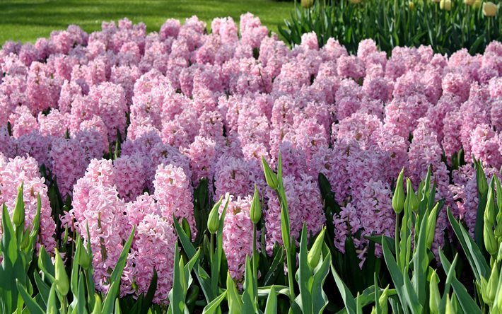 Hyasintit, luonnonkasvit, vaaleanpunaiset hyasintit, Alankomaat, kukka-kent&#228;n