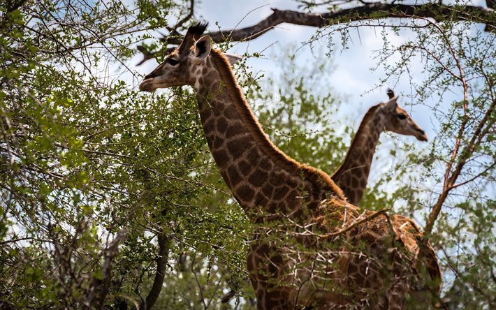 Girafas, &#193;frica, a vida selvagem, savannah, &#225;rvores