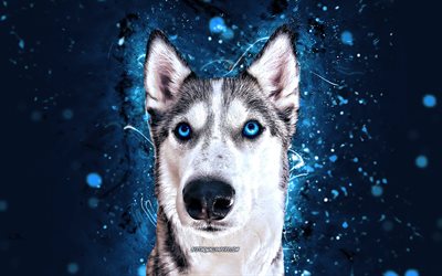 Siberian Husky, 4k, blue neon lights, Husky with blue eyes, cute animals, pets, dogs, Husky 4K, husky, abstract siberian husky