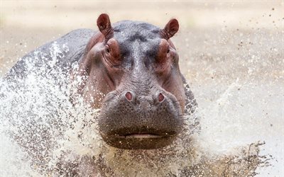 afrique, hippopotame, gros plan, bokeh, faune, &#233;claboussures d’eau, rivi&#232;re