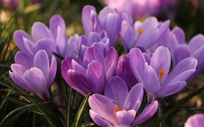 crocuses, purple spring flowers, spring, saffron, wild flowers