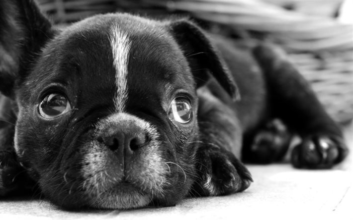 blanco y negro, el bulldog franc&#233;s, el bozal, simp&#225;ticos animales, cachorro, perros