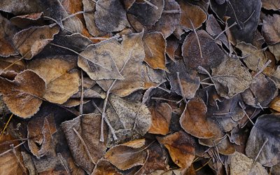 brina foglie di sfondo, Ortica, Foglie di Brina, texture delle foglie, gelo, foglie secche, la texture di sfondo con foglie