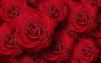 rose rosse sfondo, germogli di dark rose rosse, rose con gocce, fiori, rose rosse
