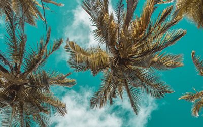 palm trees bottom view, blue sky, palm leaves against the sky, palm trees, summer, tourism, summer travel