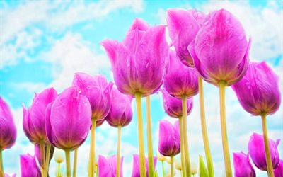 purple tulips, blue sky, spring, purple flowers, tulip field, macro, tulips, bokeh, spring flowers