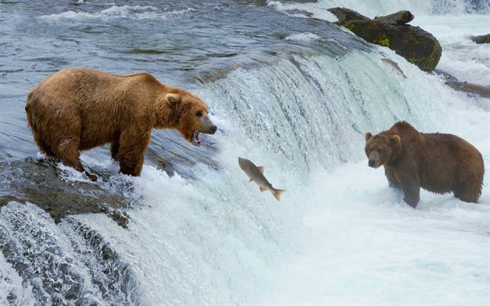 bear, fishing, salmon, wildlife, grizzly bear, river