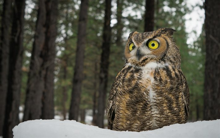 owl, winter, forest, snow, great horned owl, predator