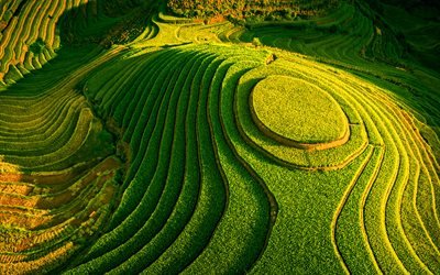 Vietnam, valley, rice fields, rice cultivation, agriculture, HDR, Asia, beautiful nature