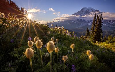 Cascade Range, bergslandskap, kv&#228;ll, solnedg&#229;ng, bergsdal, Mount Rainier National Park, Washington State, USA