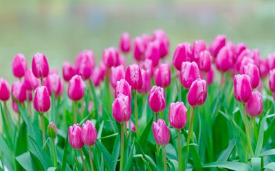 tulipas cor de rosa, flores silvestres, tulipas, fundo com tulipas, lindas flores