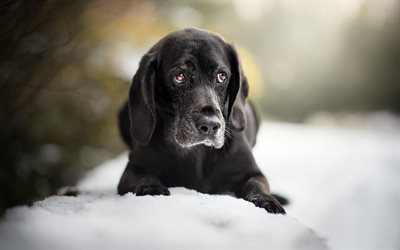 labrador noir, des boules de neige, chien triste, l&#39;hiver, retriever, animaux de compagnie, chien noir, des animaux mignons, noir retriever, labrador